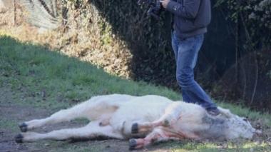 Vitello in fuga arriva in piazza Mercatale: abbattuto dalla polizia