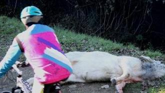 Un ciclista osserva il vitello abbattuto