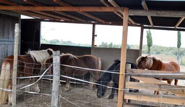 Cavallo in fuga viene ripreso
