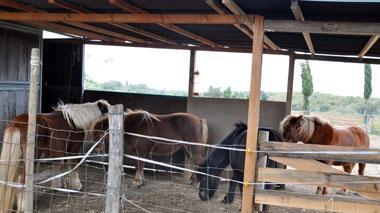 Cavallo in fuga viene ripreso