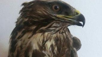 <b>AL SICURO </b>La poiana recuperata vicino Follonica viene curata al Crasm di Semproniano