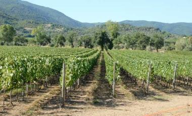 Uno dei vigneti che circonda Suvereto 