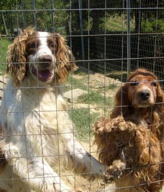 Alcuni cani sono stati avvelenati nei giorni scorsi in Vallata 