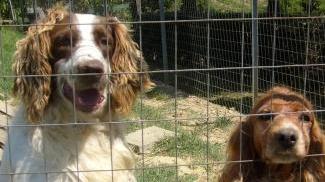 Alcuni cani sono stati avvelenati nei giorni scorsi in Vallata