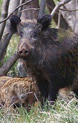 Un cinghiale, incubo dichiarato per decine di agricoltori elbani 