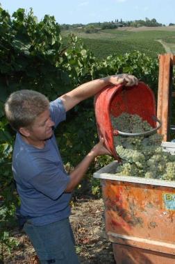 Un giovane al lavoro nei campi per la vendemmia Secondo Coldiretti i contributi della Regione potranno incrementare loccupazione nellagricoltura 