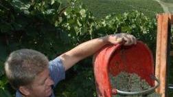 Un giovane al lavoro nei campi per la vendemmia Secondo Coldiretti i contributi della Regione potranno incrementare l’occupazione nell’agricoltura