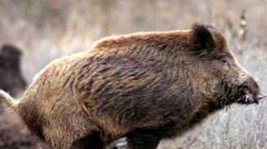 Un cinghiale al pascolo su un prato e (a destra) il suo nemico cacciatore