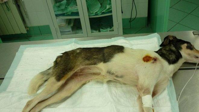 Spara con un fucile a un cane Fauglia, denunciato muratore