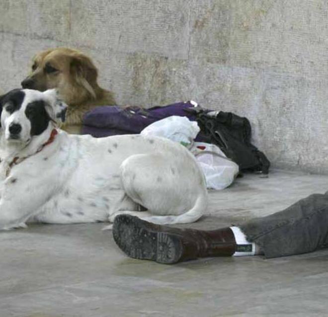 Gli rubano il cane, Mendicante picchia i vigili 