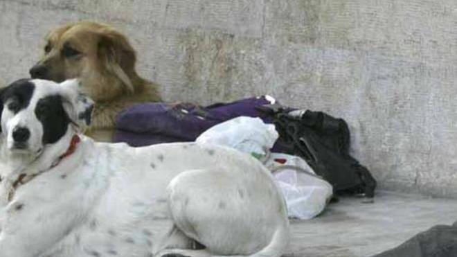 Gli rubano il cane, Mendicante picchia i vigili