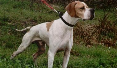 Quattro cani trovati morti soffocati nel bosco 
