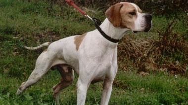 Quattro cani trovati morti soffocati nel bosco