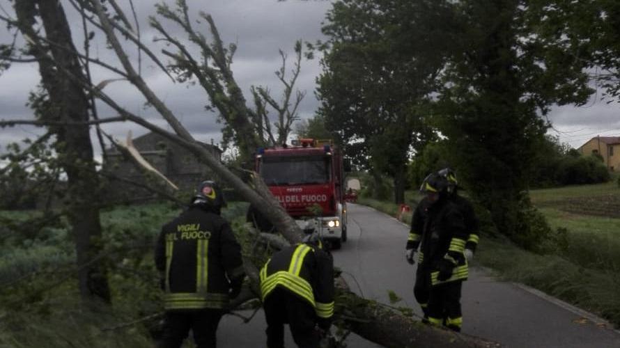 Il vento forte fa cadere alberi e rami a Ferrara e in provincia
