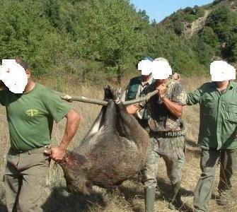 Gli uccidono tre maiali a due passi dall’abitazione 