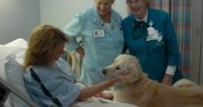 Fido accompagnerà il padrone in corsia 