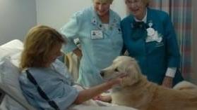 Fido accompagnerà il padrone in corsia