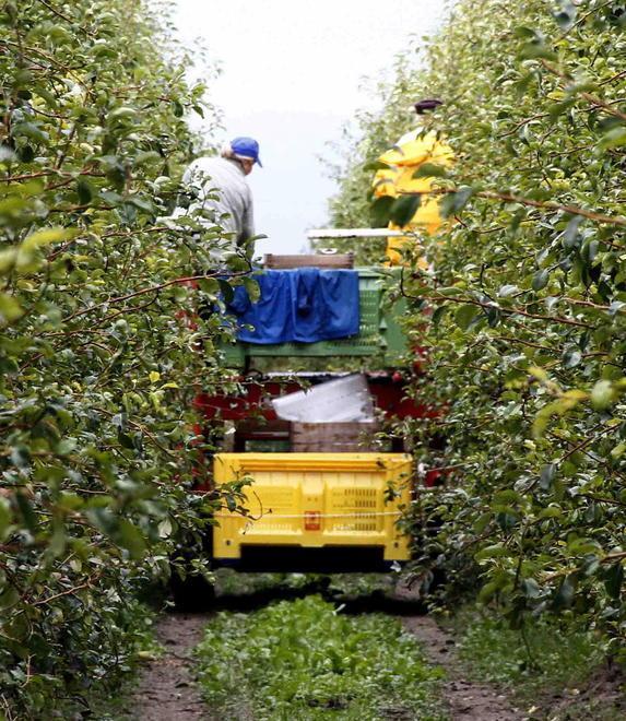 Dipendenti agricoli Adesso il personale si gestisce con una app 