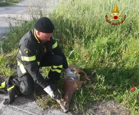Capriolo resta incastrato in un cancello: i vigili del fuoco lo salvano