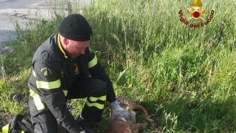 Capriolo resta incastrato in un cancello: i vigili del fuoco lo salvano