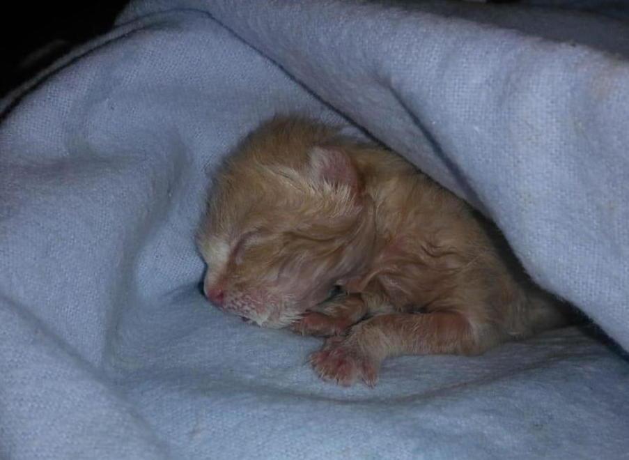 Gettati in un cassonetto e fatti morire di freddo 4 gattini appena nati