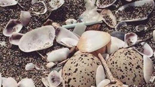 Campagna di tutela per i nidi tra le dune con le uova di fratino