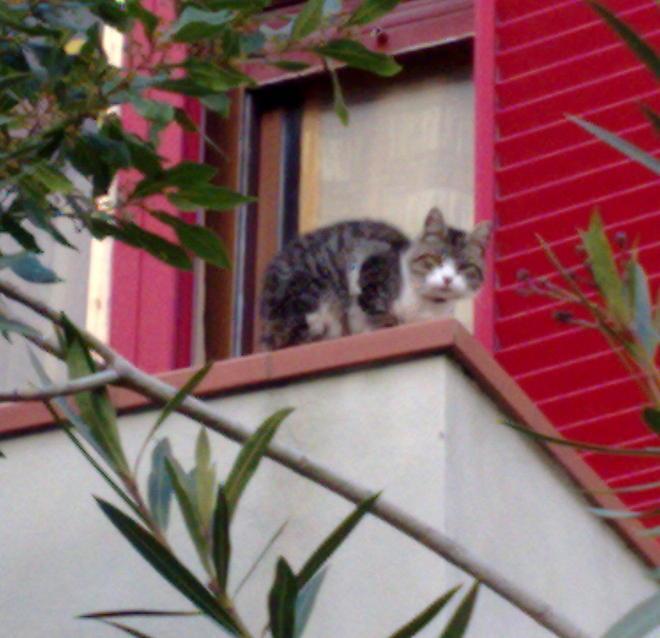 Grazie all’Enpa che ha liberato il micio sul terrazzo