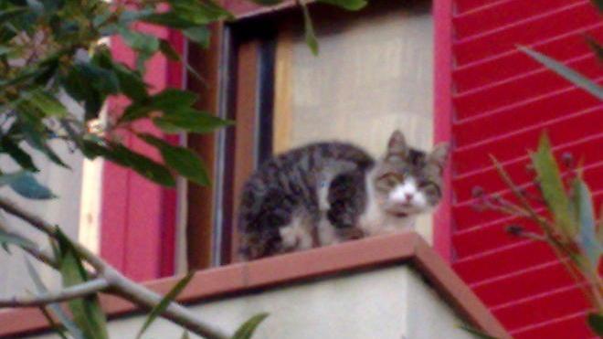 Grazie all’Enpa che ha liberato il micio sul terrazzo