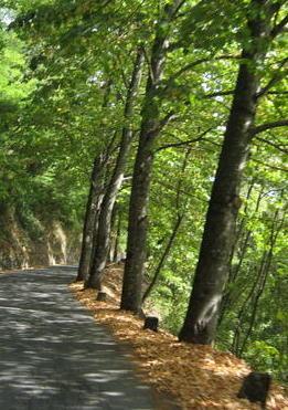Alberi pericolosi, il sindaco ordina di abbatterli tutti 
