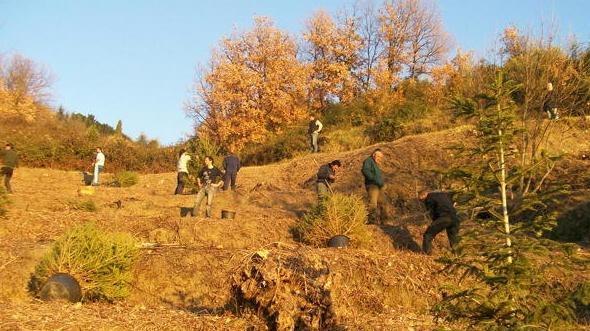 Un terreno incolto diventa un bel bosco