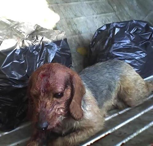 Adottato il cucciolo ritrovato in un cassonetto 