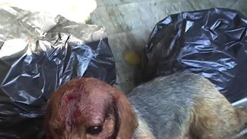Adottato il cucciolo ritrovato in un cassonetto