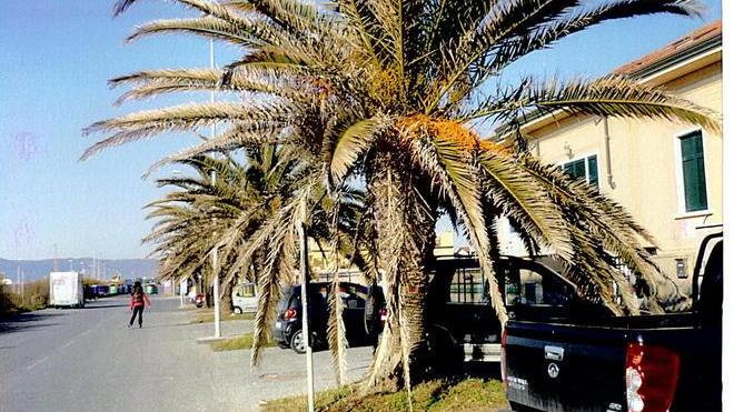 Quelle palme sul viale Da Verrazzano lasciate a se stesse