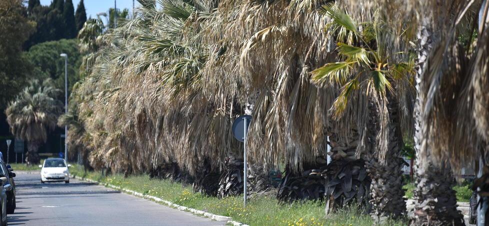 La visuale di fronte al parco: 82 palme con fronde secche 