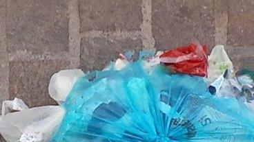 Sos sporcizia, colpa dei gabbiani predatori