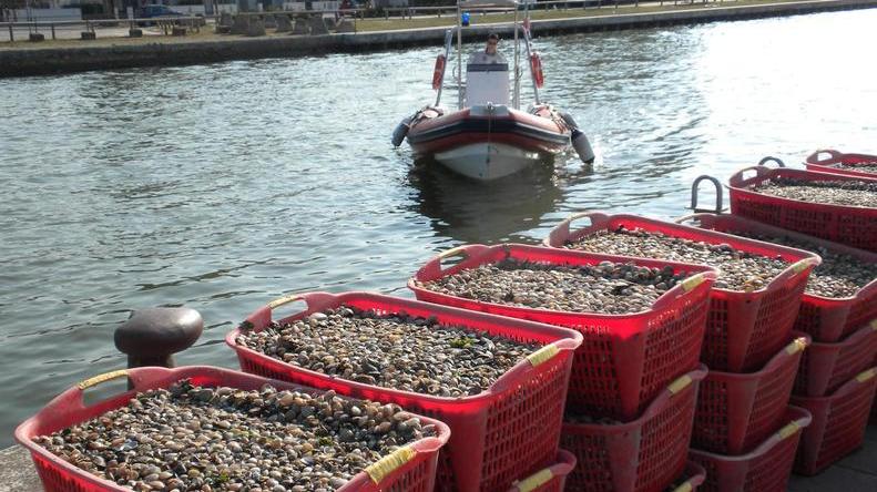 Sequestro e multa alla Coop La Vela di Comacchio per vongole irregolari