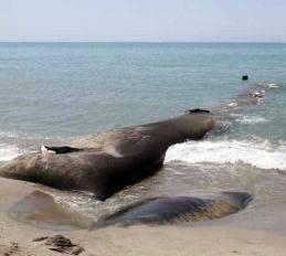Erosione e lavori al mare un altro geotubo rotto 