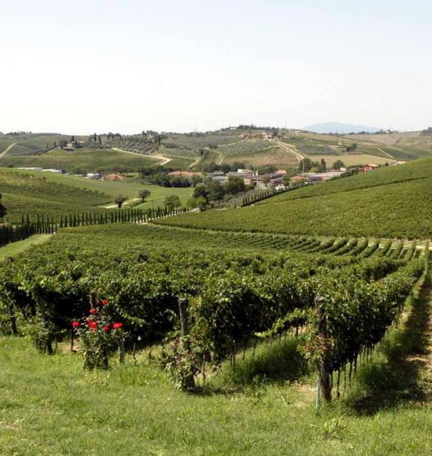 Vigneti, prorogate le richieste di contributi