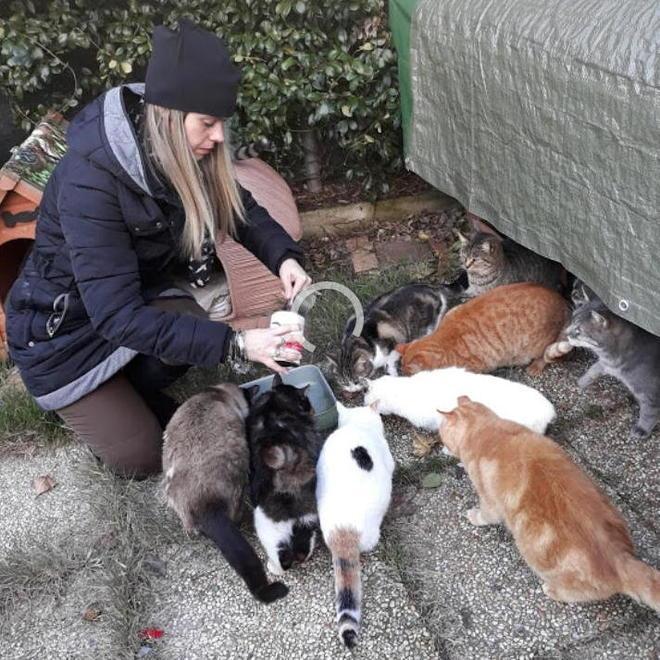 Una trentina di gatti spariti nel nulla: «Ma potrebbero essere anche di più» 