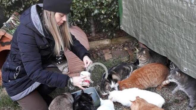 Una trentina di gatti spariti nel nulla: «Ma potrebbero essere anche di più»