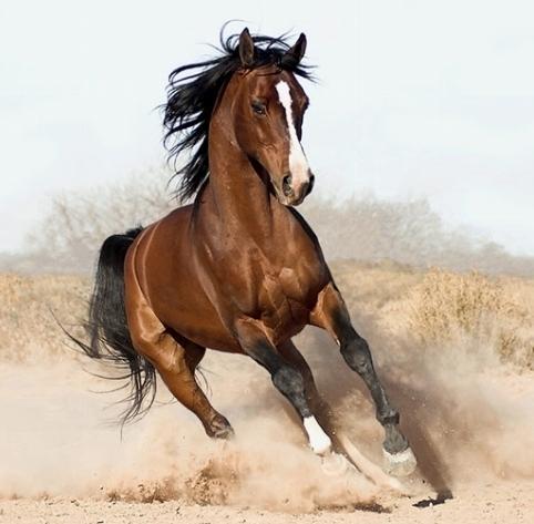 Show internazionale, centinaia di cavalli arabi nel parco della Versiliana 