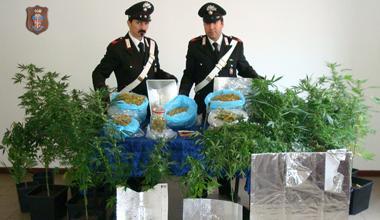 Madre aiuta il figlio a coltivare una piantagione di marijuana, arrestati dai carabinieri 