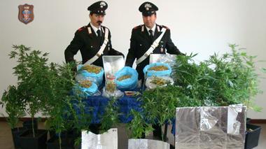Madre aiuta il figlio a coltivare una piantagione di marijuana, arrestati dai carabinieri