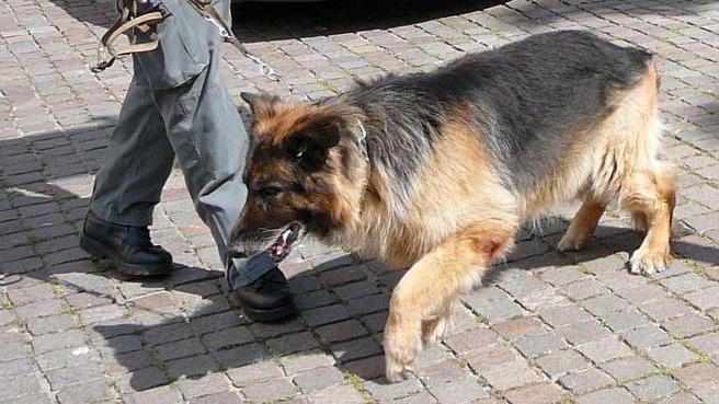 Condannato per i 120 grammi di cocaina negli slip