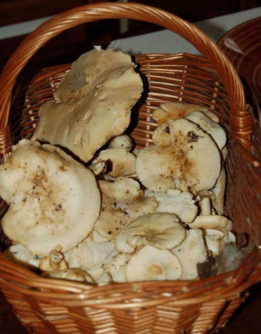 Medico finisce a processo per il furto di funghi 