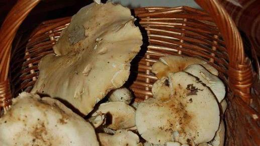Medico finisce a processo per il furto di funghi