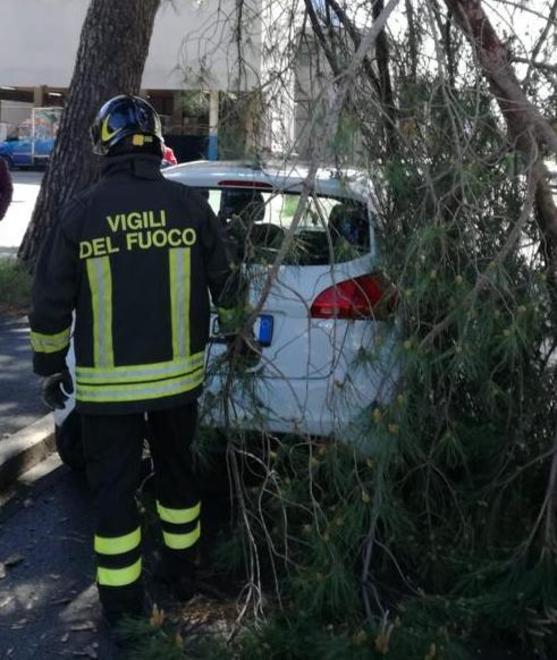 Fronde di pino e palma su due auto