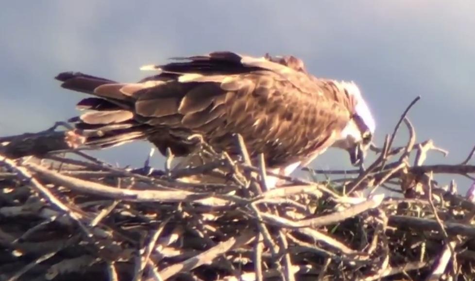 Il falco pescatore è qui È nato il primo piccolo