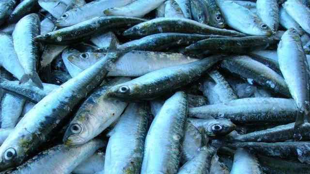 Pesce azzurro per beneficenza Nel parco Coatti si banchetta