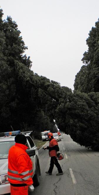 Crolla un cipresso secolare a San Guido 